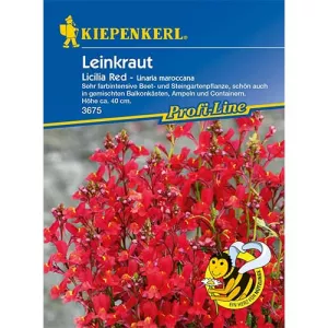 Lnica marokańska Licilia Red