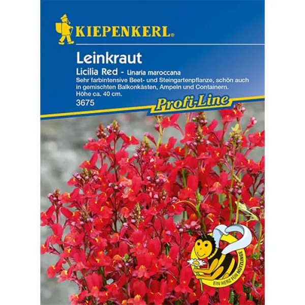 Lnica marokańska Licilia Red