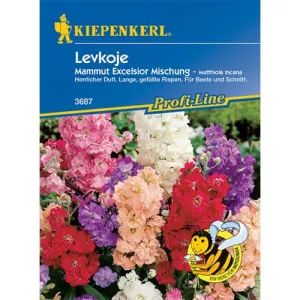 Mieszanka kolorów Levkoja Mamut