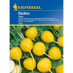Rzodkiewka Zlata