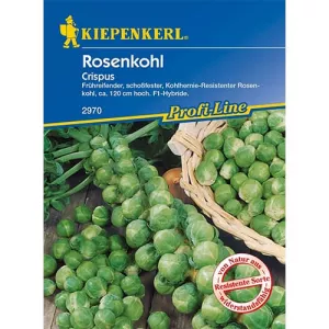 Brukselka Crispus