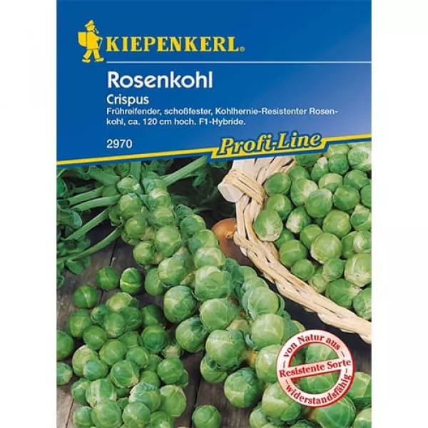 Brukselka Crispus