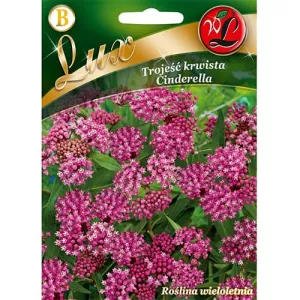 Trojeść krwista Cinderella