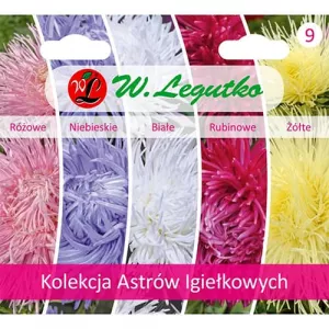 Kolekcja astrów typu kaktus, opakowanie zawierające 5 odmian