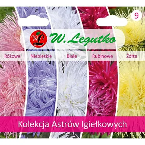 Kolekcja astrów typu kaktus, opakowanie zawierające 5 odmian