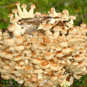 Grzyb shitake