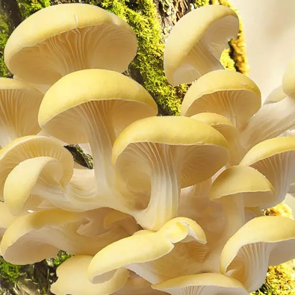 Boczniak cytrynowy