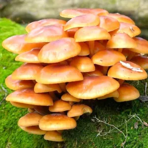Płomiennica zimowa