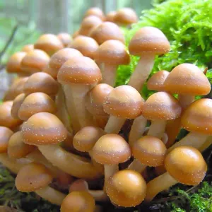 Łuskawiak zmienny