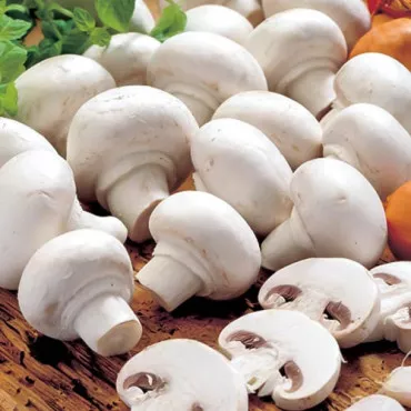 Pieczarka Alba 