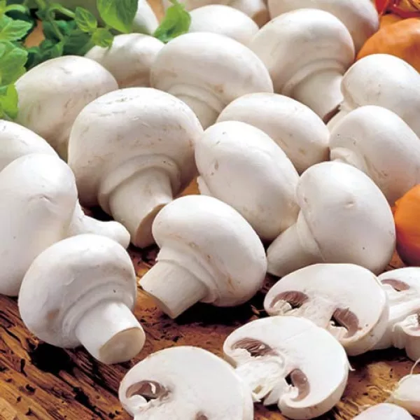 Pieczarka Alba 