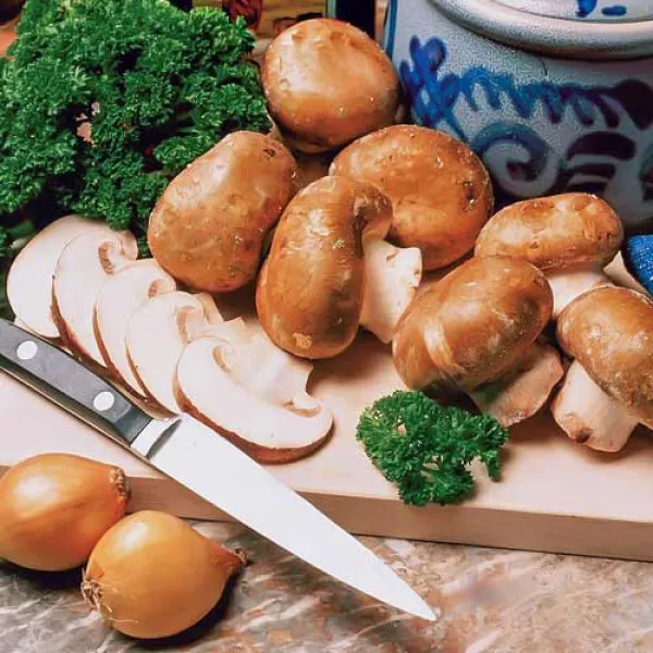 Pieczarka brązowa