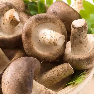 Grzyb shitake