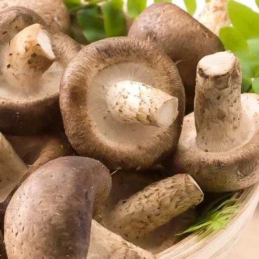 Grzyb shitake