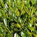 Laurowiśnia (Laurowiśnia wschodnia) zimozielona na żywopłot, roślina doniczkowa