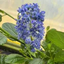 Lilak kalifornijski Victoria (Ceanothus impressus)