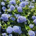 Lilak kalifornijski Victoria (Ceanothus impressus)