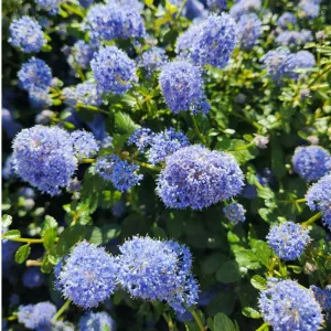 Lilak kalifornijski Victoria (Ceanothus impressus)