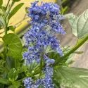 Lilak kalifornijski Victoria (Ceanothus impressus)