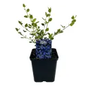 Lilak kalifornijski Victoria (Ceanothus impressus)