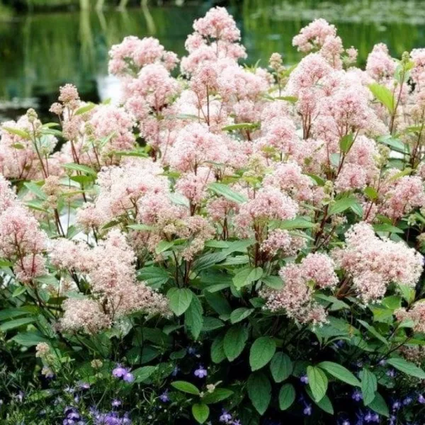 Lilak kalifornijski Marie Simon (Ceanothus pallidus)