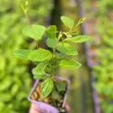 Lilak kalifornijski Marie Simon (Ceanothus pallidus)