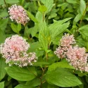 Lilak kalifornijski Marie Simon (Ceanothus pallidus)