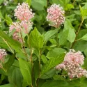 Lilak kalifornijski Marie Simon (Ceanothus pallidus)