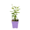 Lilak kalifornijski Marie Simon (Ceanothus pallidus)