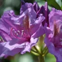 Różanecznik Grandiflorum (Rhododendron catawbiense)