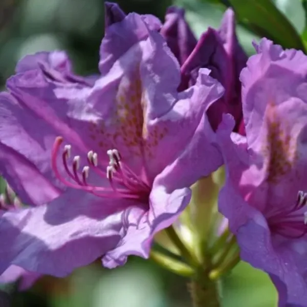 Różanecznik Grandiflorum (Rhododendron catawbiense)