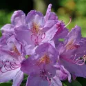 Różanecznik Grandiflorum (Rhododendron catawbiense)