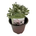 Rozchodnik La vie en rose (Sedum)