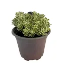 Rozchodnik Atlantis (Sedum)