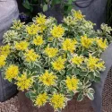 Rozchodnik Atlantis (Sedum)