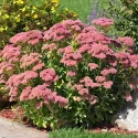 Rozchodnik Herbstfreude (Sedum)