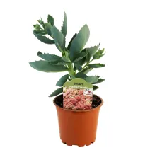 Rozchodnik Herbstfreude (Sedum)