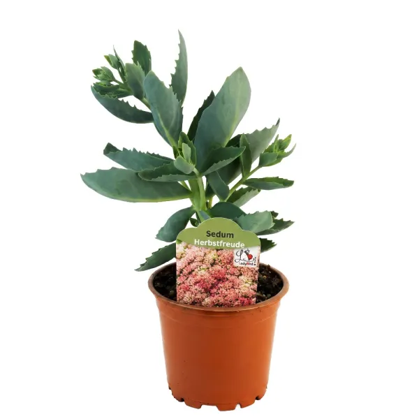 Rozchodnik Herbstfreude (Sedum)