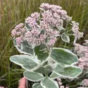 Rozchodnik La vie en rose (Sedum)