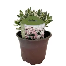 Rozchodnik La vie en rose (Sedum)