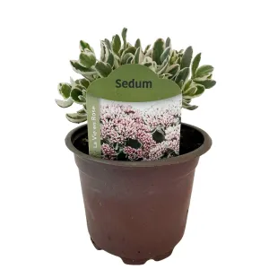 Rozchodnik La vie en rose (Sedum)