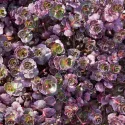 Rozchodnik Purple Winter (Sedum)