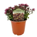 Rozchodnik Purple Winter (Sedum)