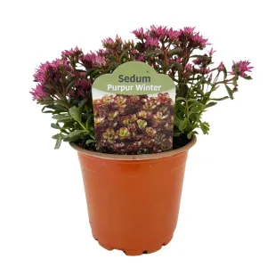 Rozchodnik Purple Winter (Sedum)