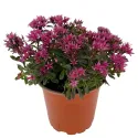 Rozchodnik Purple Winter (Sedum)