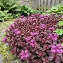 Rozchodnik Purple Winter (Sedum)