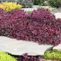 Rozchodnik SunSparkler Firecracker (Sedum)