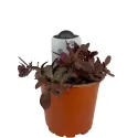 Rozchodnik SunSparkler Firecracker (Sedum)