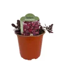 Rozchodnik SunSparkler Firecracker (Sedum)