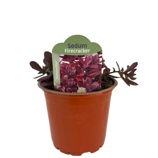 Rozchodnik SunSparkler Firecracker (Sedum)